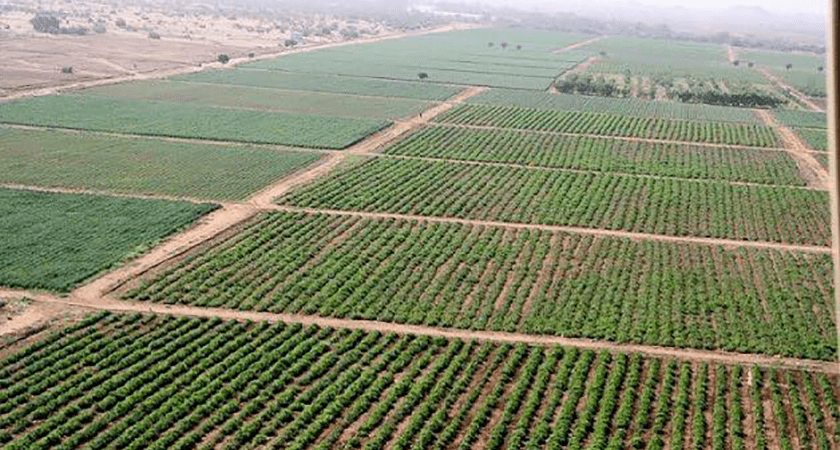 الزراعة في ارتريا