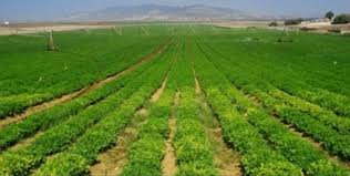 الزراعة5