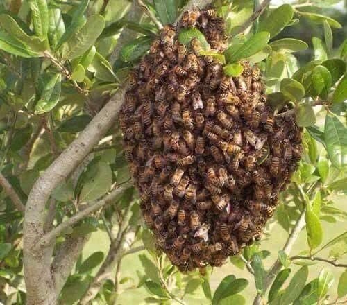 عسل النحل بكمية تجارية
