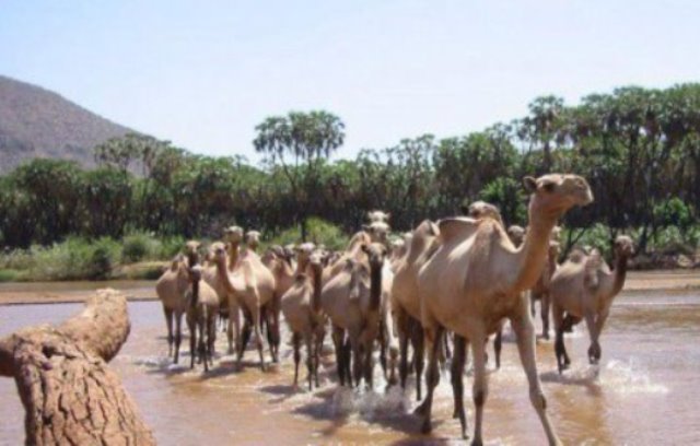 إبل قاش بركه