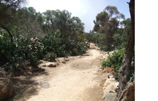 صورة من أرتريا1
