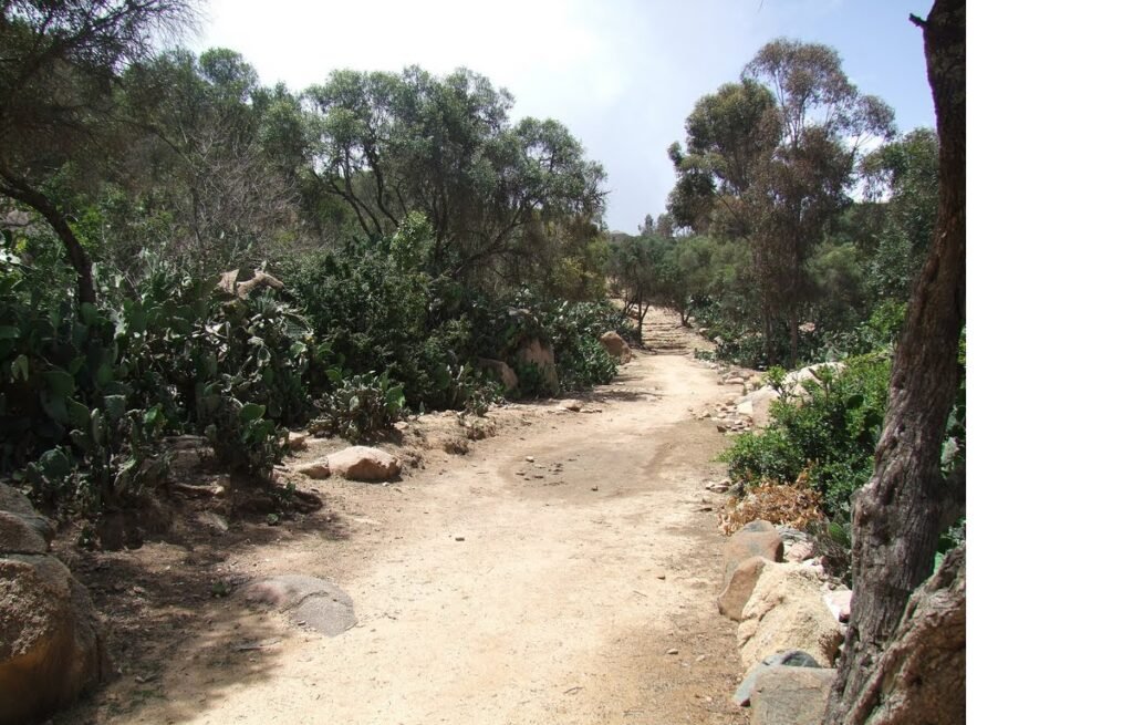 طريق غير معبد 1